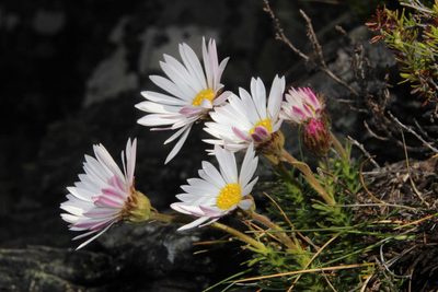 Polyarrhena imbricata, photographed by Tony Rebelo