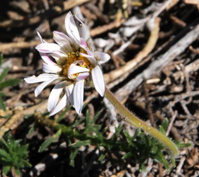 Polyarrhena imbricata, photographed by Tony Rebelo
