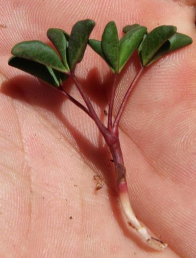Oxalis stokoei, photographed by Tony Rebelo