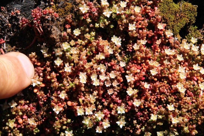 Crassula papillosa, photographed by Tony Rebelo