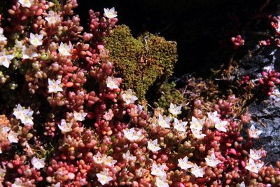 Crassula papillosa, photographed by Tony Rebelo