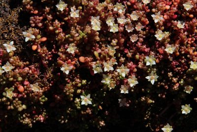 Crassula papillosa, photographed by Tony Rebelo