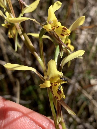 Diuris platichila, photographed by Lukas Clews