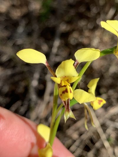 Diuris platichila, photographed by Lukas Clews