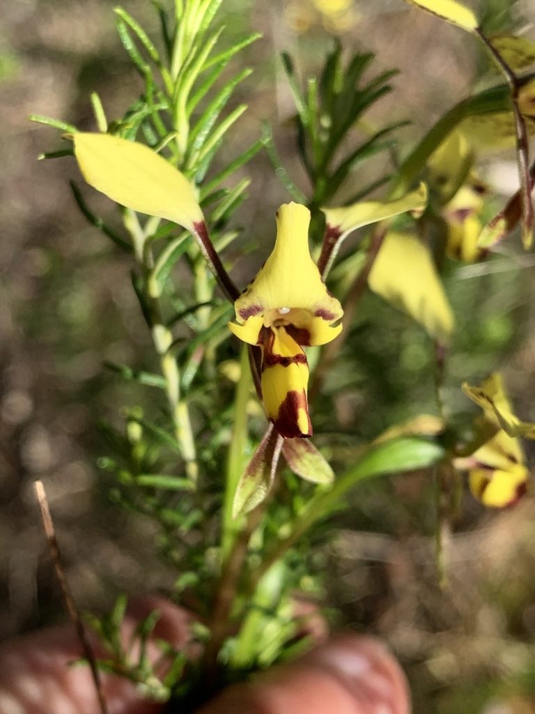 Diuris platichila, photographed by Lukas Clews