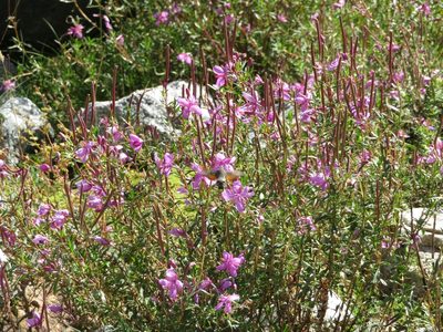 Epilobium colchicum, photographed by Марина