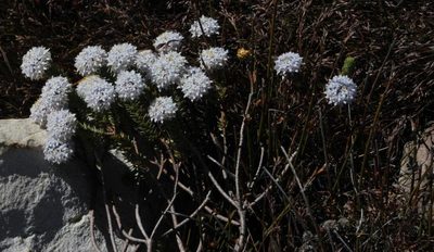 Lachnaea pomposa, photographed by Tony Rebelo