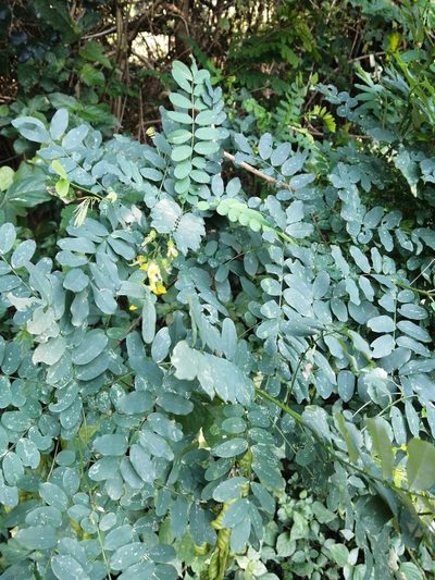 Calpurnia aurea, photographed by Mmatjie Mashao