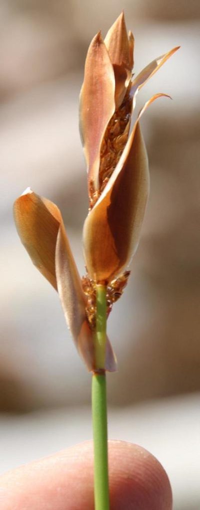 Elegia esterhuyseniae, photographed by Tony Rebelo