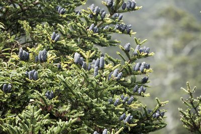 Abies kawakamii, photographed by Licheng Shih