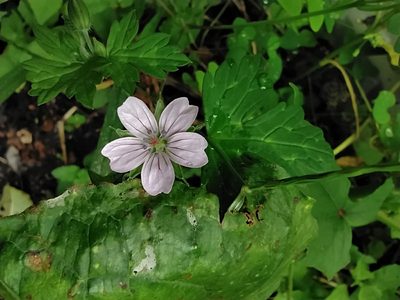 Geranium nepalense, photographed by PRIYA RAUTELA