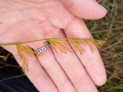 Seseli montanum, photographed by Jean-Silouane Rebours