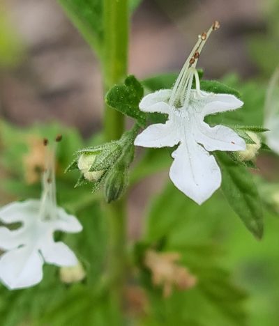 Teucrium corymbosum, photographed by Vale Jenny Conolly