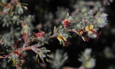 Cliffortia weimarckii, photographed by Tony Rebelo