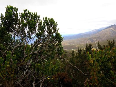 Leucadendron nervosum, photographed by Di Turner