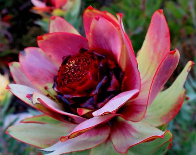 Leucadendron burchellii, photographed by Di Turner