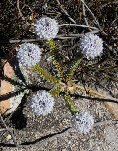 Lachnaea pomposa, photographed by Tony Rebelo