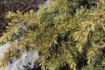 Cedrus libani, photographed by Tony Rebelo