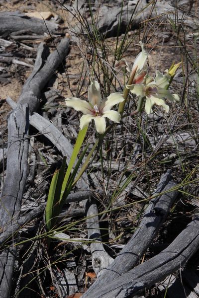 Gladiolus grandiflorus, photographed by Tony Rebelo