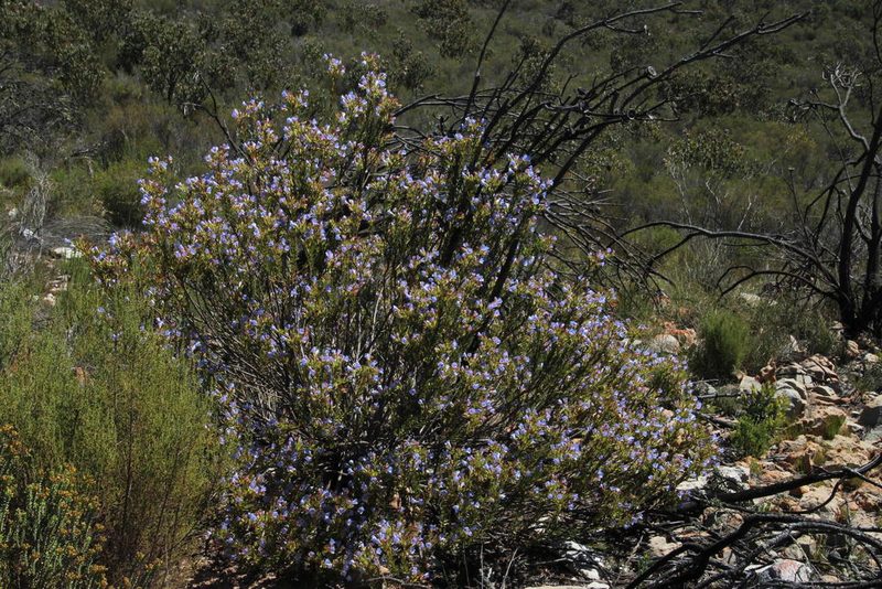 Lobostemon oederifolius, photographed by Tony Rebelo