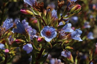 Lobostemon oederifolius, photographed by Tony Rebelo
