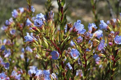 Lobostemon oederifolius, photographed by Tony Rebelo