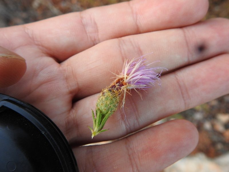 Cheirolophus sempervirens, photographed by Duarte Frade