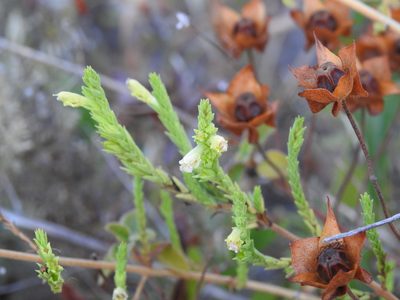 Nothobartsia asperrima, photographed by Duarte Frade