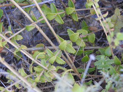 Nothobartsia asperrima, photographed by Duarte Frade