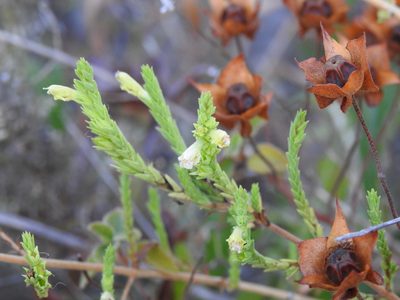 Nothobartsia asperrima, photographed by Duarte Frade