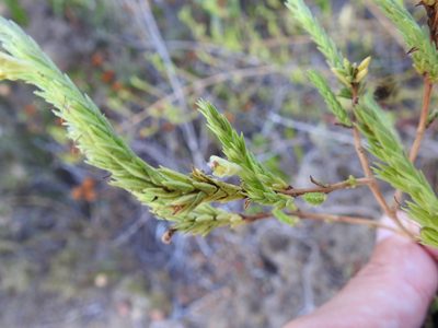 Nothobartsia asperrima, photographed by Duarte Frade