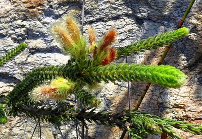 Erica sparrmannii, photographed by Di Turner