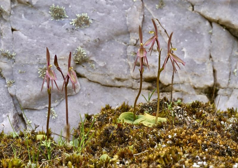 Cyrtostylis reniformis, photographed by Brendan Costello