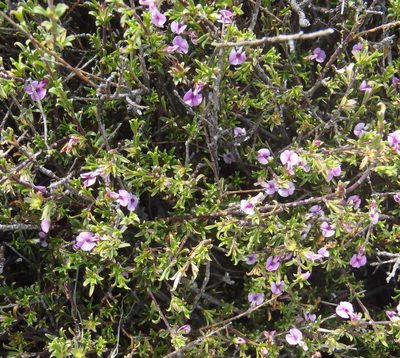 Muraltia macrocarpa, photographed by Nicola van Berkel