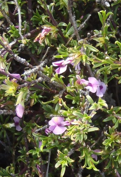 Muraltia macrocarpa, photographed by Nicola van Berkel