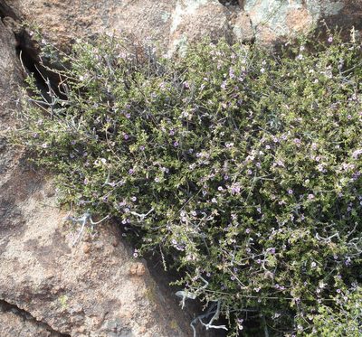 Muraltia macrocarpa, photographed by Nicola van Berkel