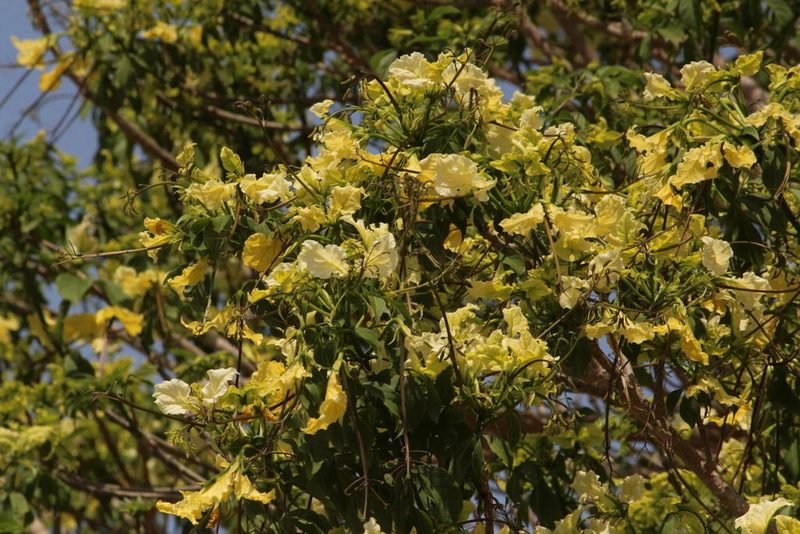 Crateva kirkii, photographed by Robert Taylor