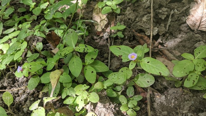Limnophila rugosa, photographed by Cheng-Te Hsu