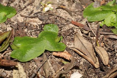 Corybas despectans, photographed by Em Lamond