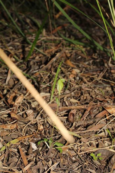 Pterostylis timothyi, photographed by Em Lamond