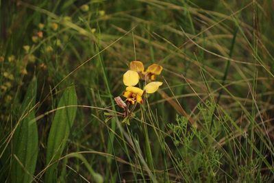 Diuris pulchella, photographed by Em Lamond