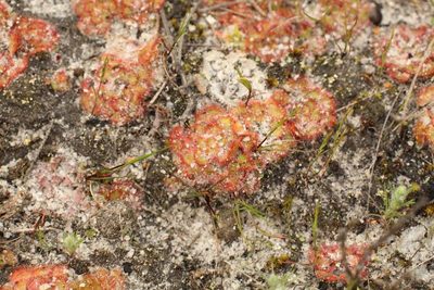 Drosera zonaria, photographed by Em Lamond
