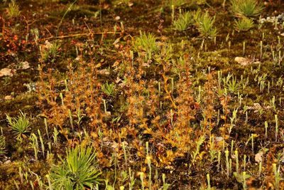 Drosera ramellosa, photographed by Em Lamond