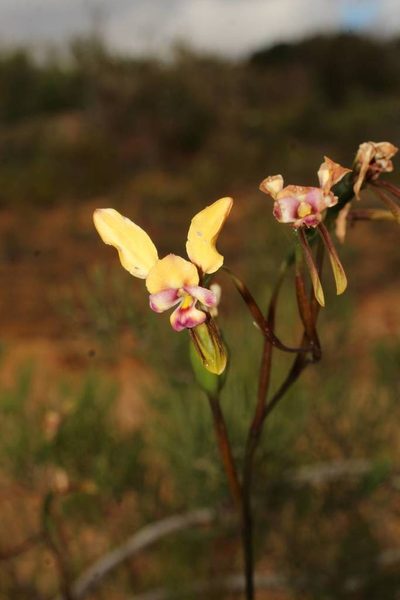 Diuris pulchella, photographed by Em Lamond