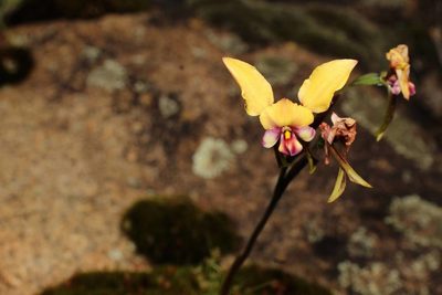 Diuris pulchella, photographed by Em Lamond