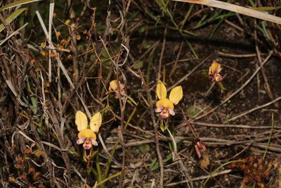 Diuris pulchella, photographed by Em Lamond