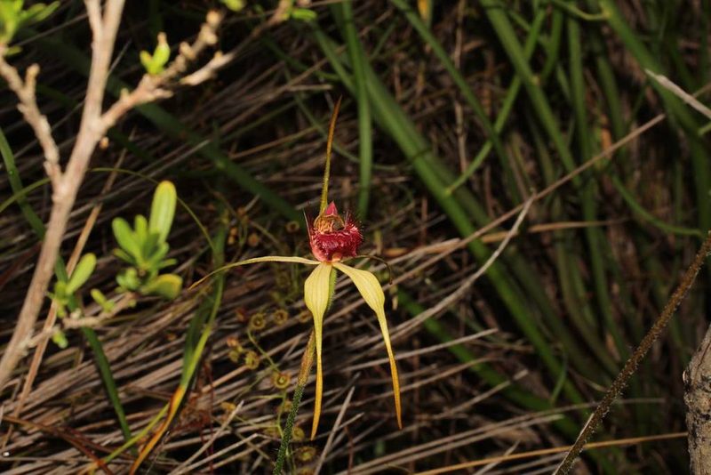 Caladenia decora, photographed by Em Lamond