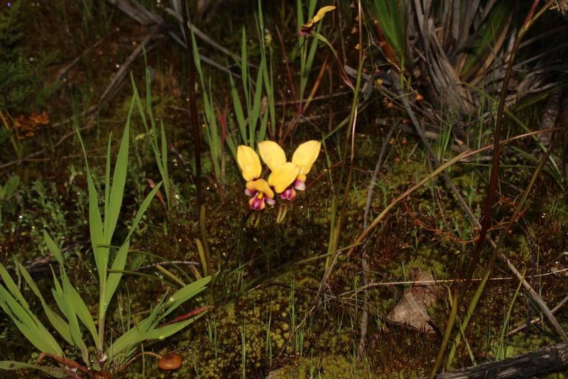 Diuris pulchella, photographed by Em Lamond
