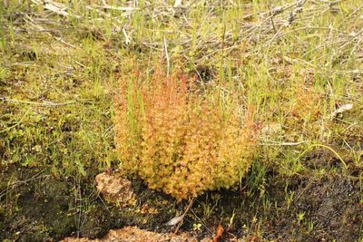 Drosera ramellosa, photographed by Em Lamond