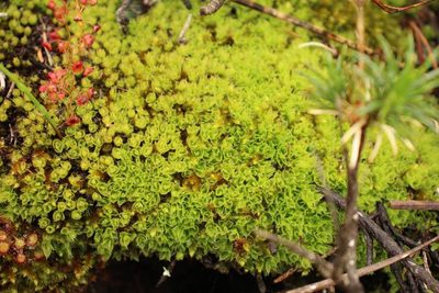 Pleurophascum occidentale, photographed by Em Lamond